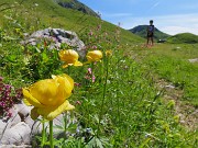 21 Trollius europaeus (Botton d'oro) con Baita Zuccone